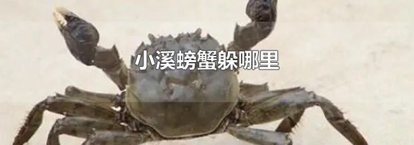 小溪螃蟹躲哪里