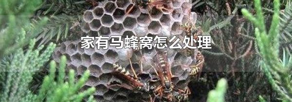 家有马蜂窝怎么处理