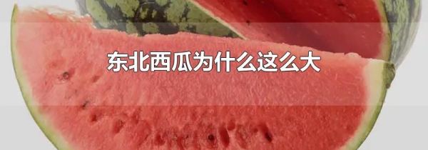 东北西瓜为什么这么大