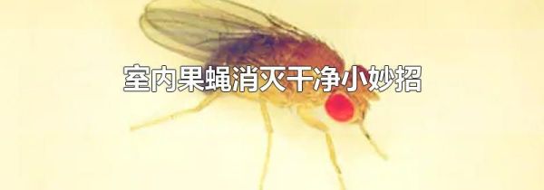 室内果蝇消灭干净小妙招