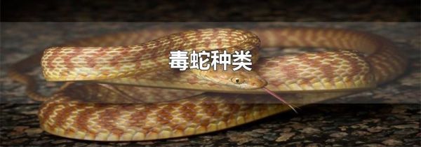 毒蛇种类