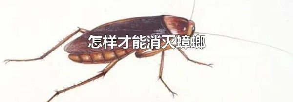 怎样才能消灭蟑螂