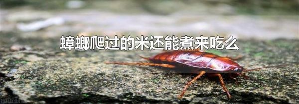 蟑螂爬过的米还能煮来吃么