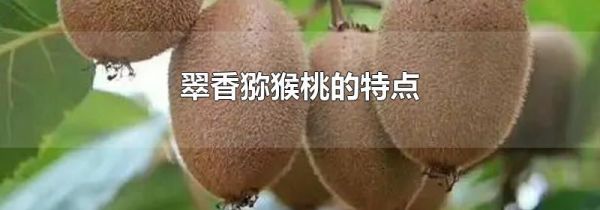 翠香猕猴桃的特点
