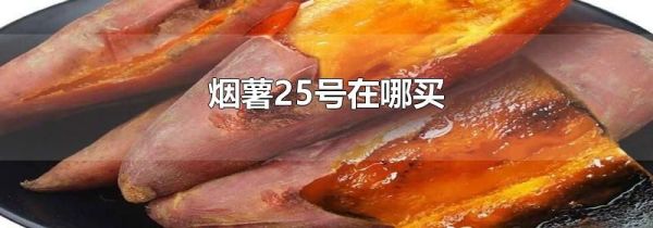 烟薯25号在哪买
