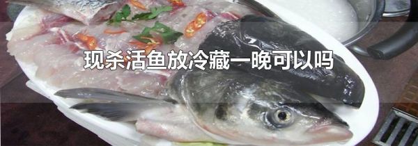 现杀活鱼放冷藏一晚可以吗