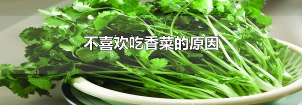 不喜欢吃香菜的原因