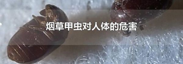 烟草甲虫对人体的危害