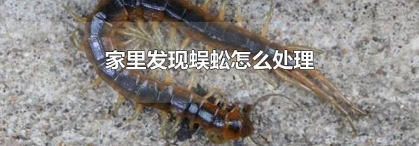 家里发现蜈蚣怎么处理