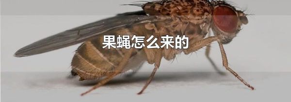 果蝇怎么来的