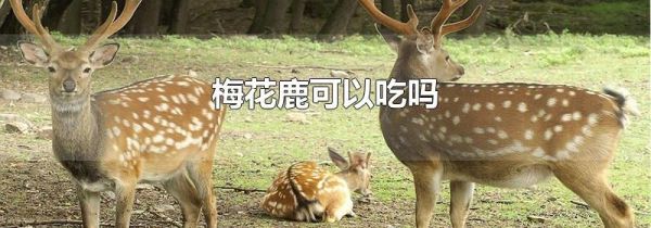 梅花鹿可以吃吗