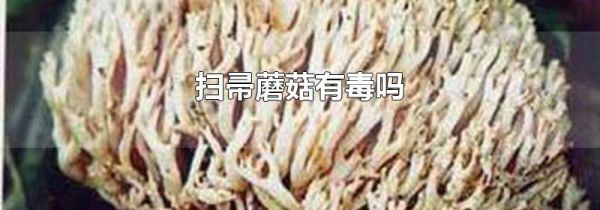 扫帚蘑菇有毒吗