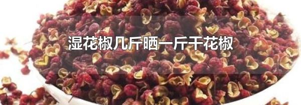 湿花椒几斤晒一斤干花椒