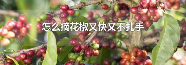 怎么摘花椒又快又不扎手