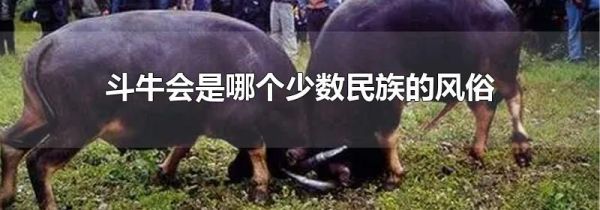 斗牛会是哪个少数民族的风俗