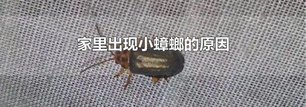 家里出现小蟑螂的原因
