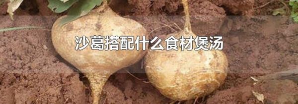 沙葛搭配什么食材煲汤