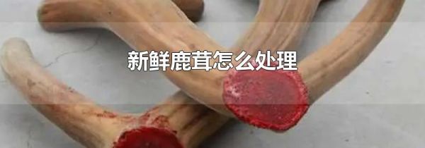 新鲜鹿茸怎么处理