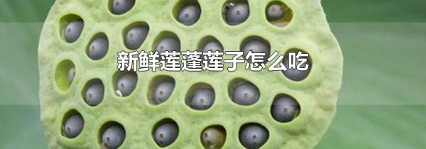 新鲜莲蓬莲子怎么吃