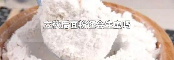 立秋后面粉还会生虫吗