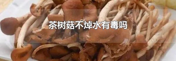 茶树菇不焯水有毒吗