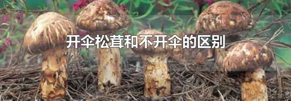 开伞松茸和不开伞的区别