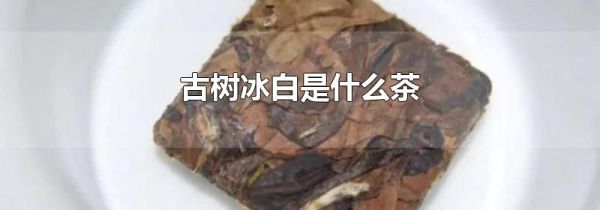古树冰白是什么茶