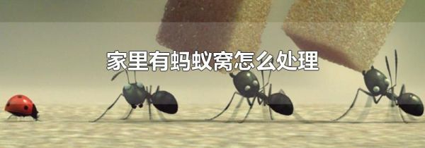 家里有蚂蚁窝怎么处理