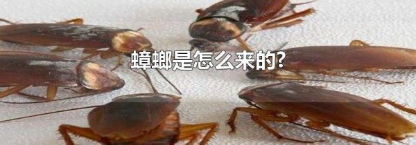 蟑螂是怎么来的?