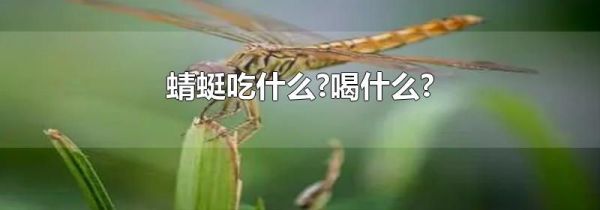 蜻蜓吃什么?喝什么?