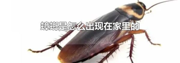 蟑螂是怎么出现在家里的