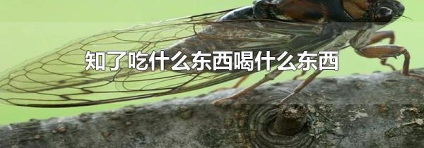 知了吃什么东西喝什么东西