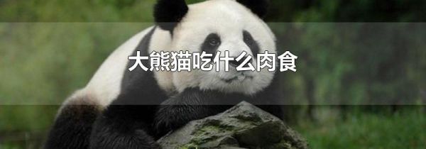 大熊猫吃什么肉食