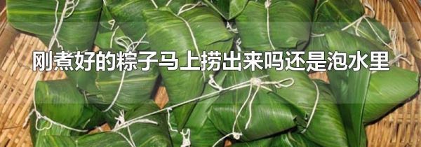 刚煮好的粽子马上捞出来吗还是泡水里