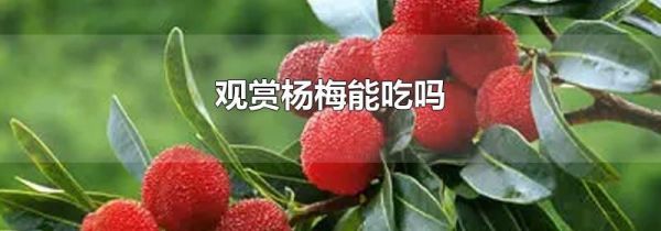 观赏杨梅能吃吗