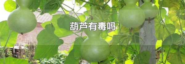 葫芦有毒吗