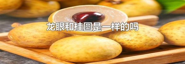 龙眼和桂圆是一样的吗