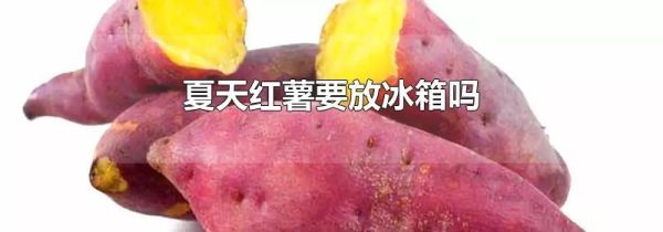 夏天红薯要放冰箱吗