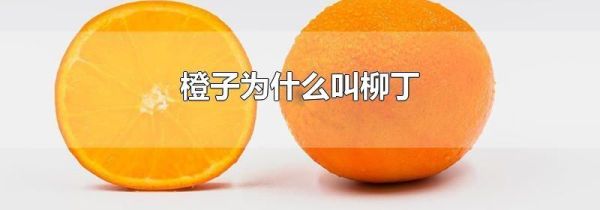 橙子为什么叫柳丁