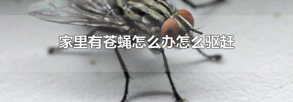 家里有苍蝇怎么办怎么驱赶