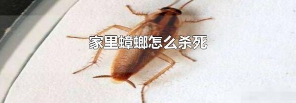家里蟑螂怎么杀死