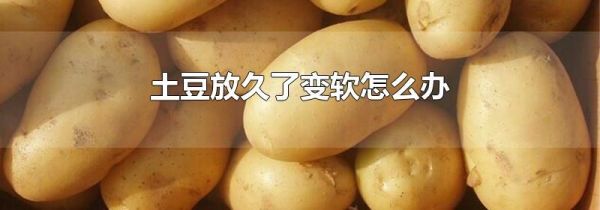 土豆放久了变软怎么办