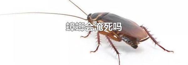 蟑螂会淹死吗