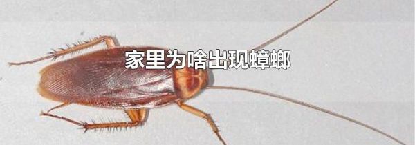 家里为啥出现蟑螂