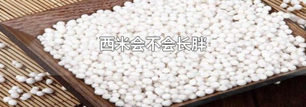 西米会不会长胖