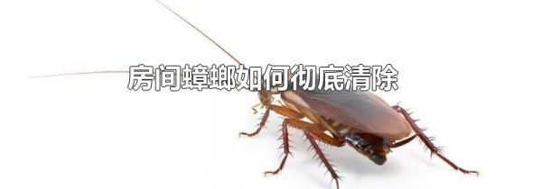 房间蟑螂如何彻底清除