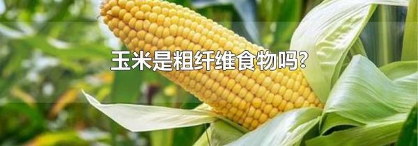 玉米是粗纤维食物吗?