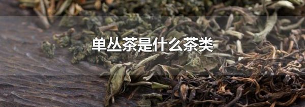 单丛茶是什么茶类
