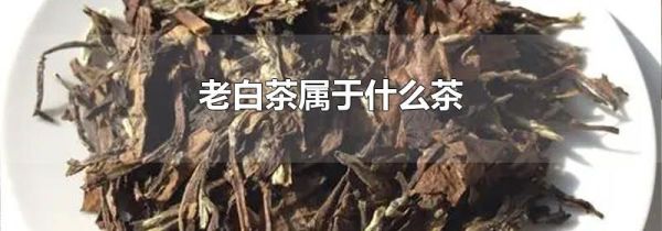 老白茶属于什么茶