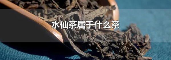 水仙茶属于什么茶